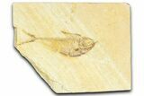 Detailed Fossil Fish (Diplomystus) - Wyoming #367559-1